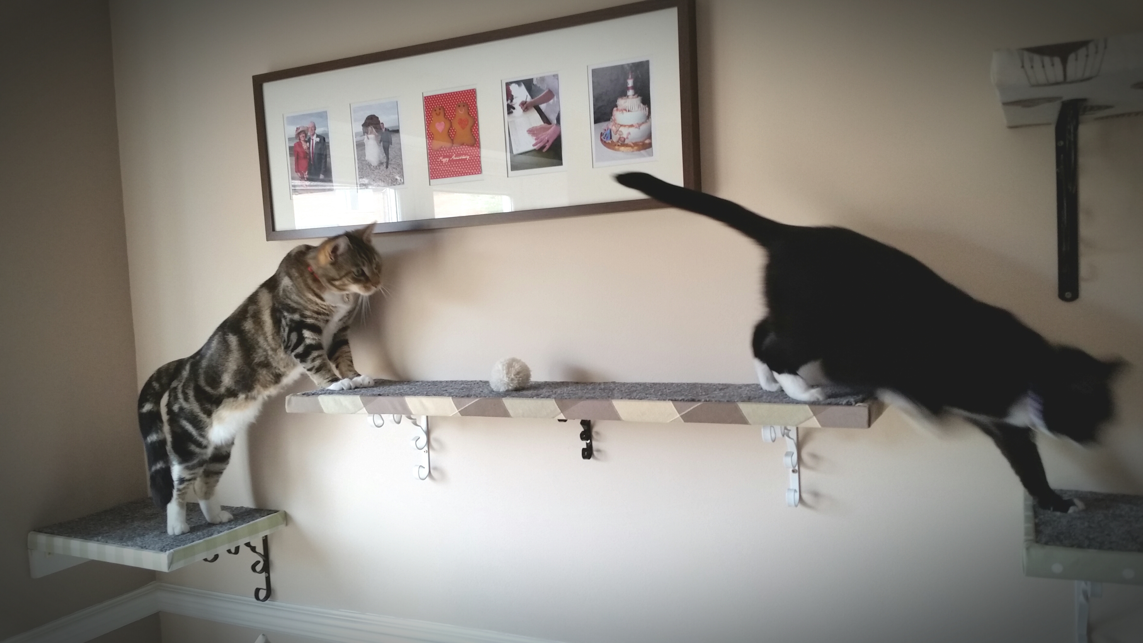 How to Make Homemade DIY Cat Shelves | Whitburn Whiskers Cat Sitting